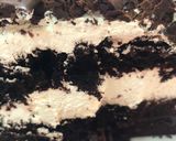 Foto del paso 9 de la receta: Selva Negra Vegana 🌱