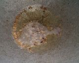 A picture of step 4 of Beans Poriyal.