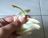 Foto langkah ke 1 dari resep Tumis Kembang Turi Ebi Tauco.