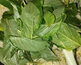 Foto langkah ke 6 dari resep Nasi Goreng Bayam Cabe Hijau.