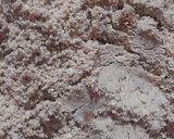 A picture of step 9 of Gond Jaggery Laddu.