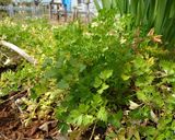 Foto del paso 1 de la receta: Tortilla de perejil y parmesano