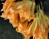 A picture of step 1 of Pumpkin flower cutlets.