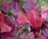 A picture of step 1 of Hibiscus Tea.