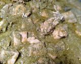 Foto langkah ke 10 dari resep Ayam lado mudo (ayam cabe hijo).