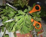 A picture of step 1 of Fenugreek paratha.