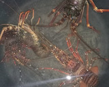 Foto langkah ke 1 dari resep Lobster goreng mentega.