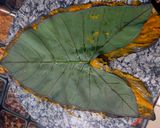 A picture of step 4 of Pattarveli na pan / pandada / alvi na pan.