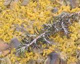 Foto del paso 5 de la receta: Paella valenciana con mi toque personal