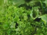 Sesame Roasted Kale