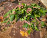 Foto langkah ke 3 dari resep Sayur Plik'u Khas Aceh.