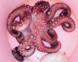 صورة لخطوة 2 من وصفة أرز بالسمك والقرنيط (الأخطبوط)