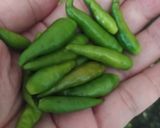 Foto langkah ke 1 dari resep Oseng Kikil Lombok Ijo.