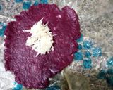 A picture of step 5 of Coconut cookies.