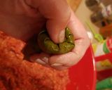 Pas rețetă Sarmale cu carne tocată de pui și vită în foi de viță și foi de varză murată, la cuptor 7 fotografie
