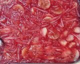 Foto del paso 2 de la receta: Gelatina light con frutas