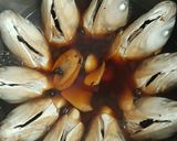 豆鼓滷虱目魚頭的食譜步驟2照片