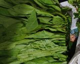 A picture of step 1 of Palak soup.