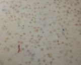 A picture of step 4 of Tapioca Pearls/Sabudana Kheer.