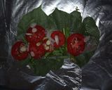 Foto del paso 8 de la receta: Propuesta de menú