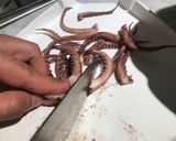 Foto del paso 2 de la receta: Calamardo en alfombra mágica(pizza integral de calamares)