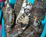 Foto langkah ke 1 dari resep Lobster Saos Padang.