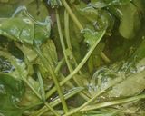 Foto del paso 1 de la receta: Ñoquis de espinaca