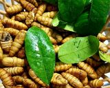 Hình bước làm 1 của món Nhộng tằm xào tóp mỡ