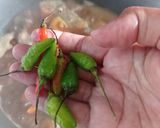 Foto langkah ke 3 dari resep Ayeman Pindang.
