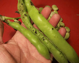 Foto del paso 3 de la receta: Lentejas pardinas con habas y guisantes ternos orgánicos