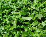 A picture of step 1 of Palak Paratha.