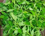 A picture of step 1 of Square Methi Masala Poori.