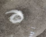 A picture of step 1 of ময়দার রুটি.