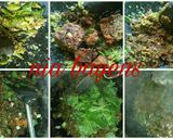 Foto langkah ke 10 dari resep Uli ketan plus sambel oncom.