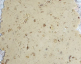 Foto del paso 2 de la receta: Ischler (galletas con masa de nuez tostada)