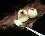 Foto del paso 5 de la receta: Helado de café elaborado con la Monsieur Cuisine Plus