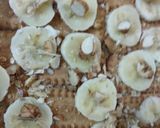 A picture of step 6 of Fresh fruit biscuit pudding.