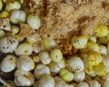 A picture of step 12 of Harira.