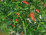 Kangkung tumis terasi