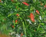 Foto langkah ke 3 dari resep Kangkung tumis terasi.