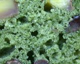 A picture of step 10 of Cozy Japanese-Style Mugwort Azuki Cake.