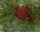 A picture of step 6 of Lassi ki curry.