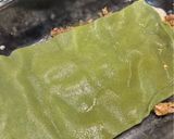 Foto del paso 8 de la receta: Lasaña con Masa Verde y Ragú sin Tomate