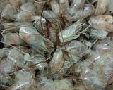Foto langkah ke 1 dari resep Kaldu udang bubuk.