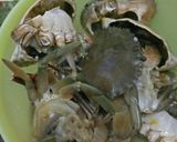Foto langkah ke 1 dari resep Kepiting kecap kemangi.