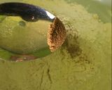 Foto langkah ke 2 dari resep Cumi tepung with black pepper saos.