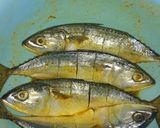 Foto langkah ke 1 dari resep Ikan Kembung Bakar.