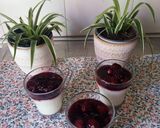 Foto del paso 9 de la receta: Cuajada con frutos rojos
