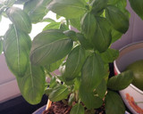 Foto del paso 3 de la receta: Merluza cítrica con albahaca