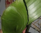 Foto langkah ke 3 dari resep 498. Lupis.
